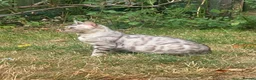 Bengal cats for sale: Bengal Snow Girl - Advert 2