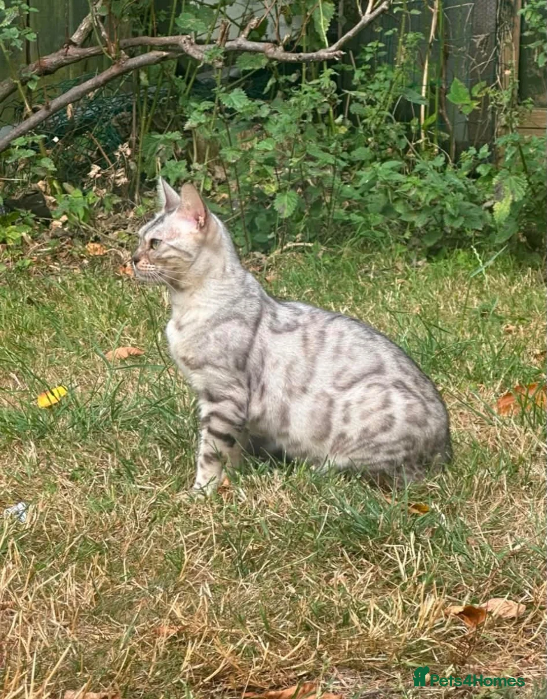 Bengal cats for sale: Bengal Snow Girl - Advert 2