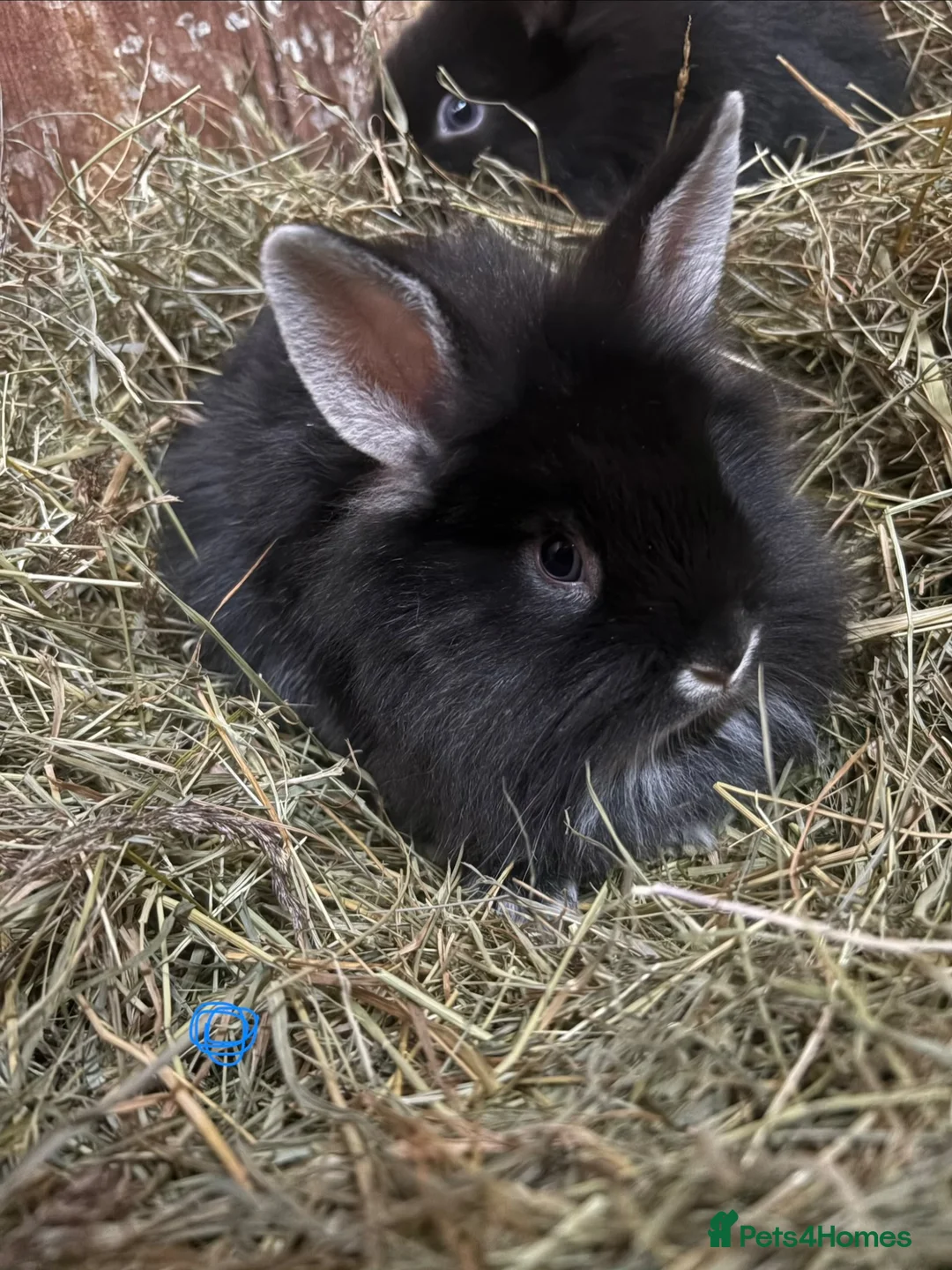 Mini Lion Lop rabbits for sale: Mini lion liops  - Advert 1