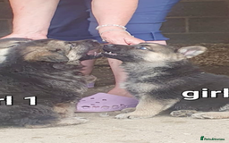 German Shepherd dogs for sale: Wow.Beautiful Homebred German Shepherd Puppies - Image 10