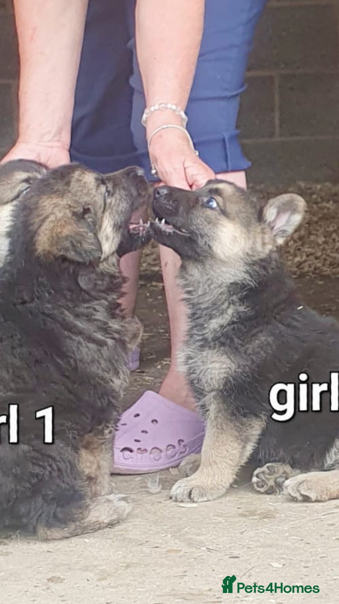 German Shepherd dogs for sale: Wow.Beautiful Homebred German Shepherd Puppies - Image 10