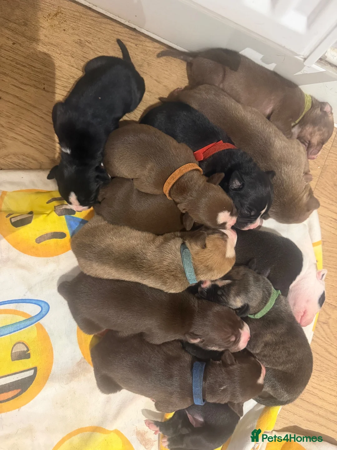 Mixed Breed dogs for sale: American bulldog x Husky puppies  - Advert 9