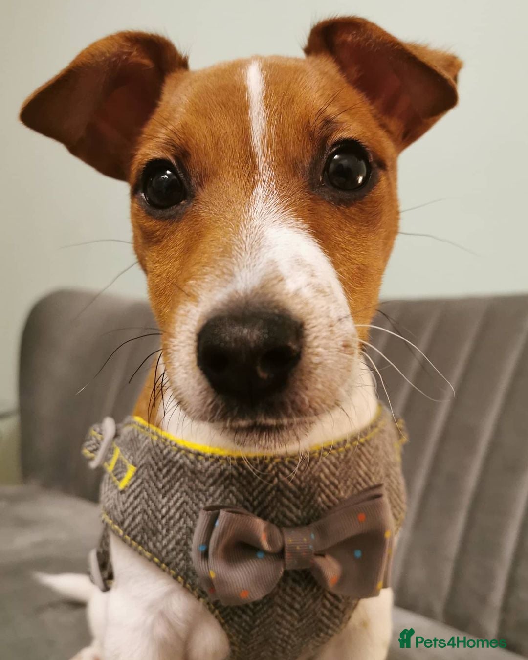 Jack Russell dogs for sale: JACK RUSSELL  - Image 3