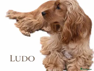 Cocker Spaniel dogs LUDO Golden Show Cocker KC Pedigree Stud X Tested - Advert 1
