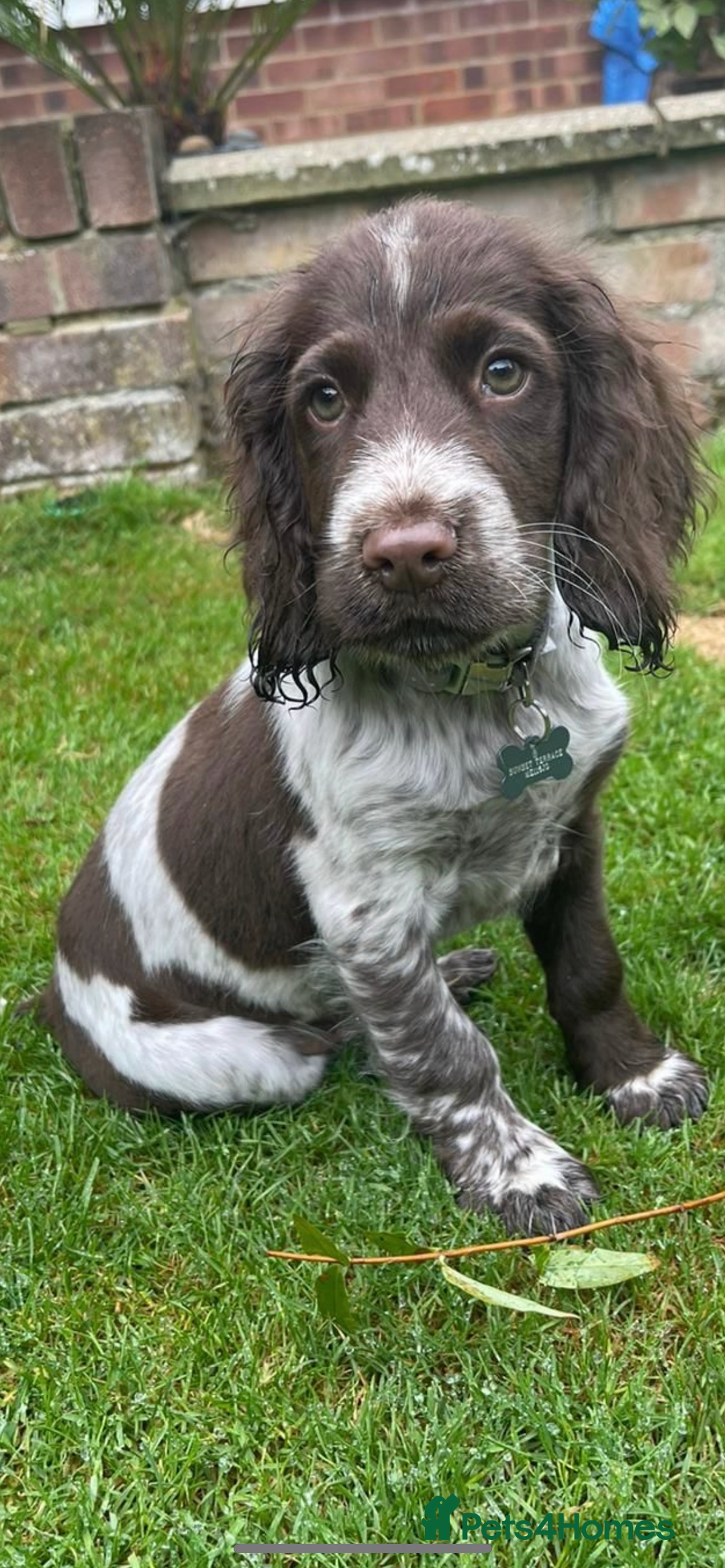 Cocker Spaniel dogs for sale: BEAUTIFUL COCKER SPANIEL PUPS - Advert 2