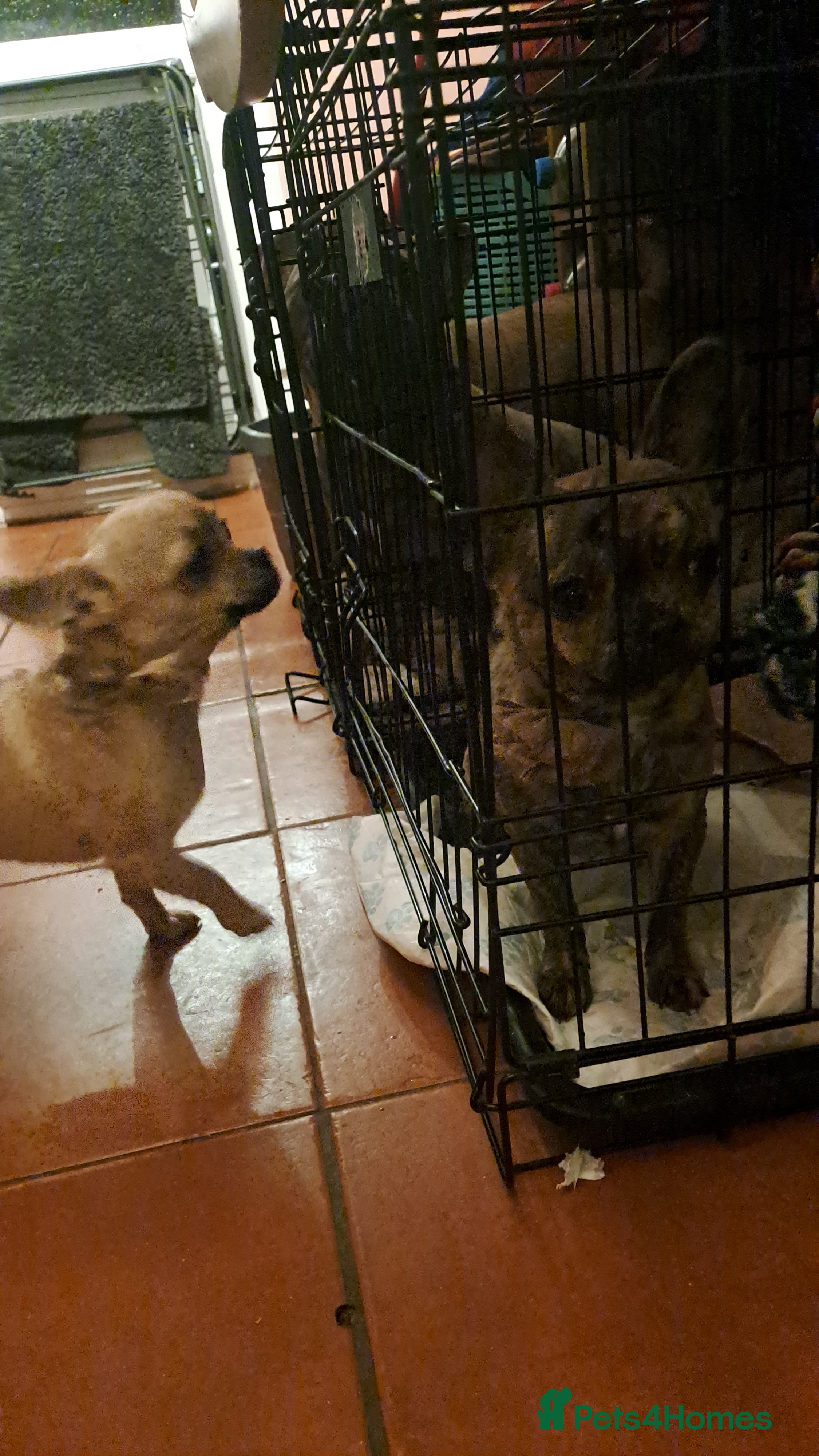 Mixed Breed dogs Frenchie x chihuahua x2.females. 7 months old. - Advert 5