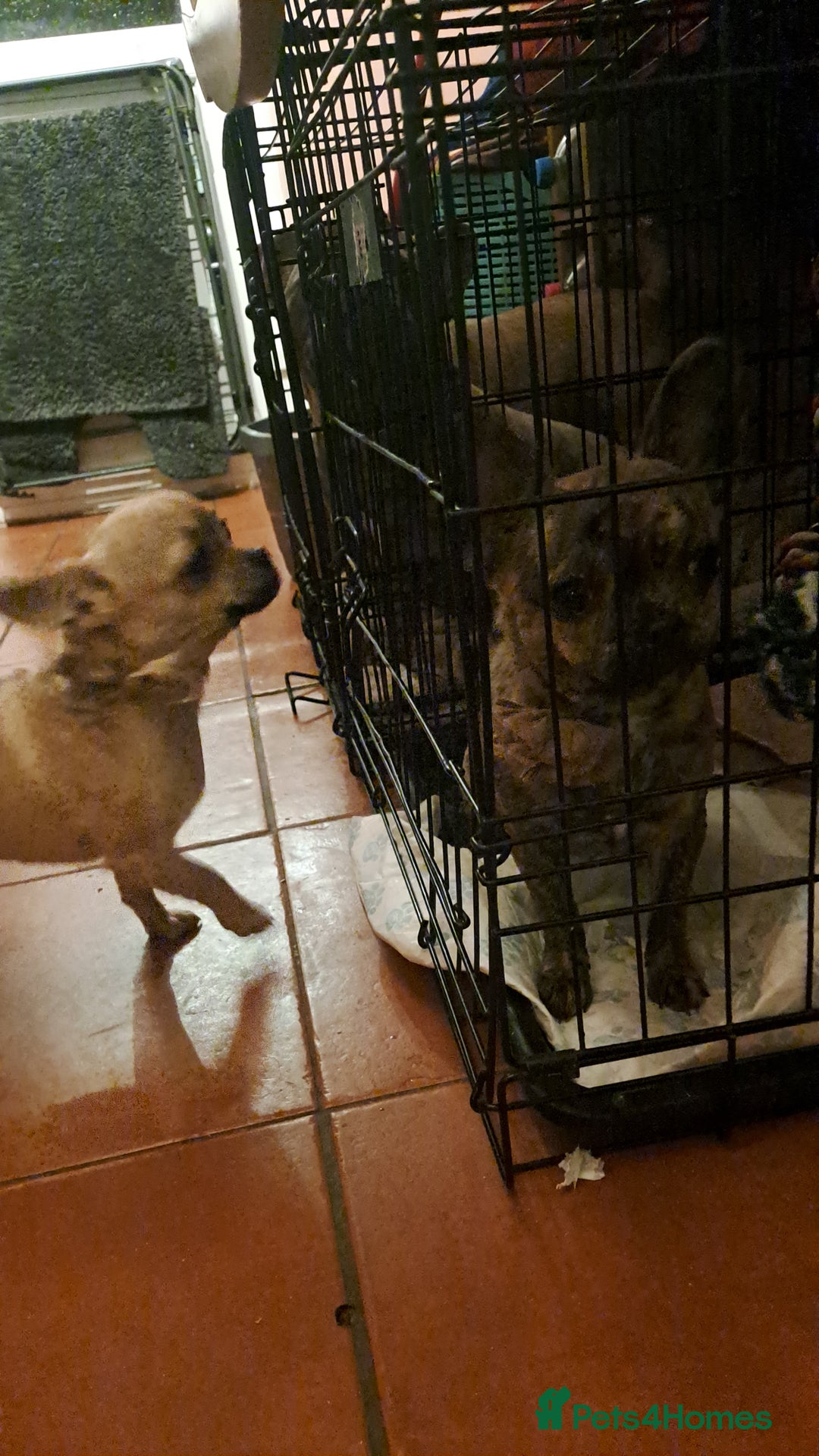 Mixed Breed dogs for sale: Frenchie x chihuahua x2.females. 7 months old. - Advert 1