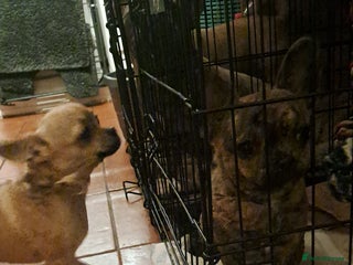 Mixed Breed dogs Frenchie x chihuahua x2.females. 7 months old. - Advert 5