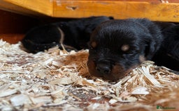 Rottweiler dogs for sale: Top Quality Rottweiler Puppies - Image 6