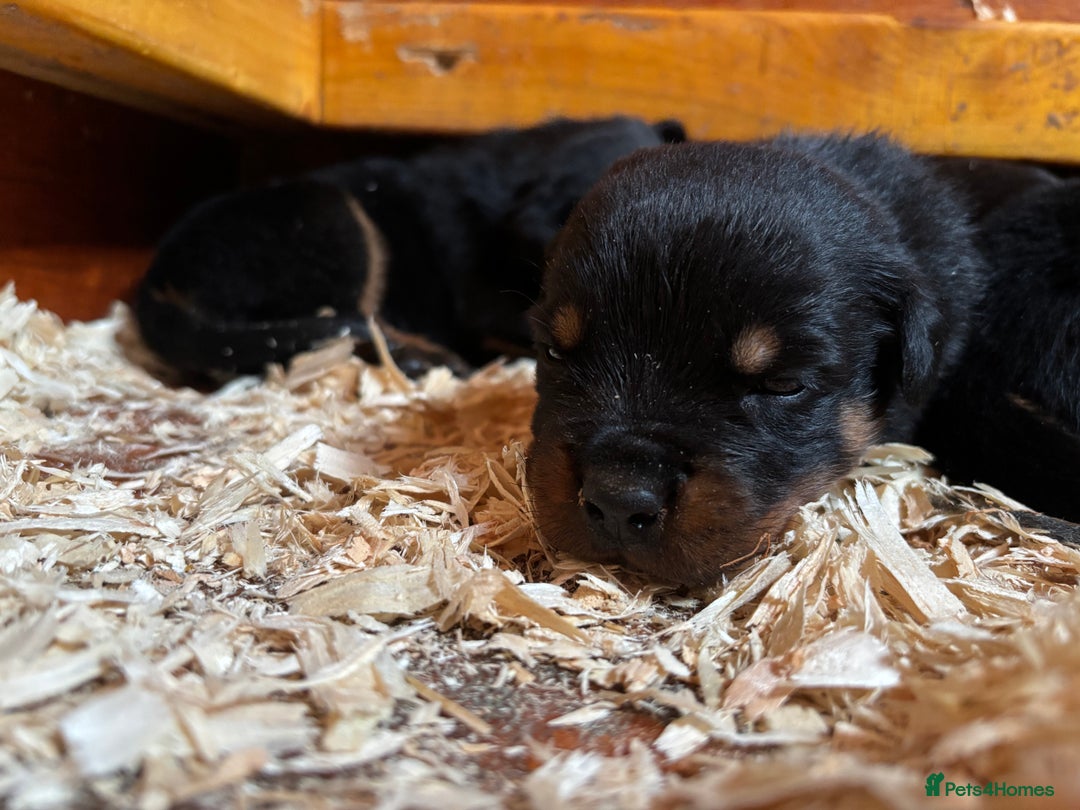 Rottweiler dogs for sale: Top Quality Rottweiler Puppies - Image 6