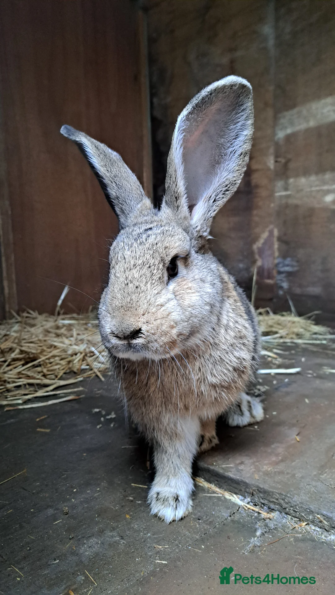Continental Giant rabbits for sale: Male continental cross. - Advert 2