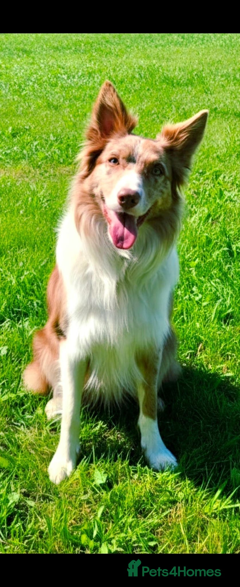 Border Collie dogs Border Collie puppies various colours  - Advert 1