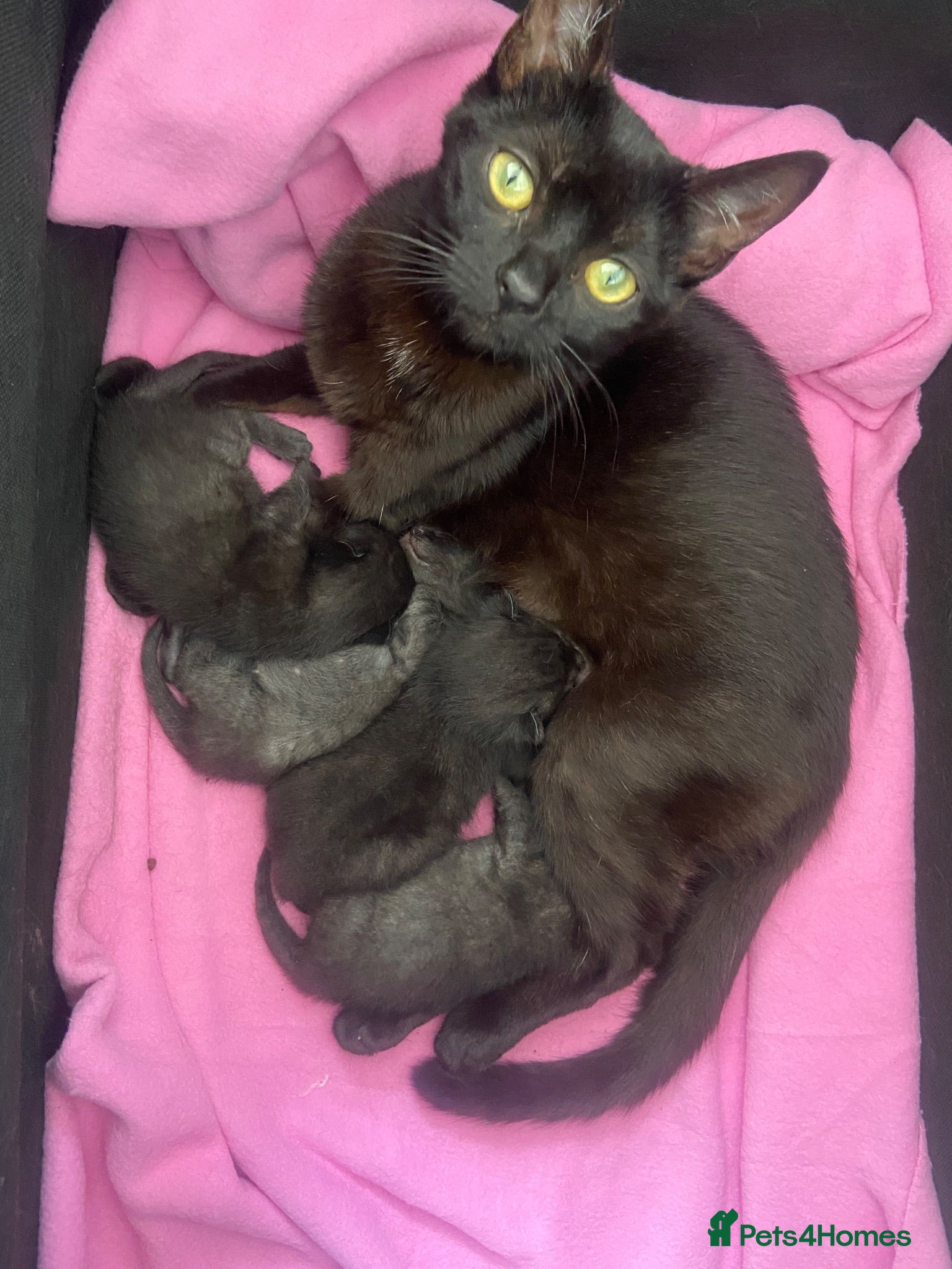Mixed Breed cats Friendly and cuddly kittens 8 weeks - Advert 6