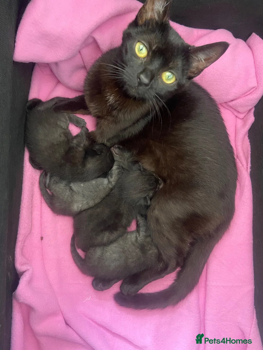 Mixed Breed cats for sale: Friendly and cuddly kittens 8 weeks in Swindon - Advert 1