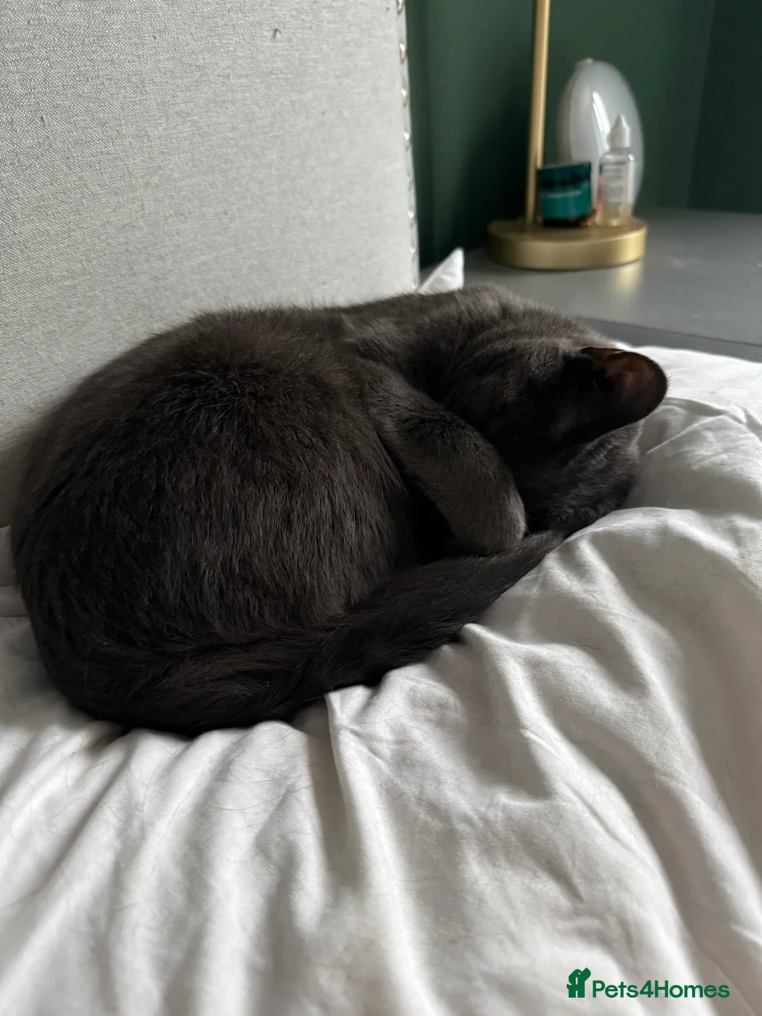 Mixed Breed cats for sale: Affectionate indoor cat looking for loving home - Advert 5