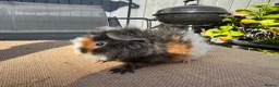 Guinea Pig rodents for sale: Stunning boars - Advert 13