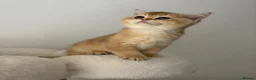 British Shorthair cats for sale: Beautiful Golden Chinchilla BSH Ny12 & Ny25 Girl - Advert 9