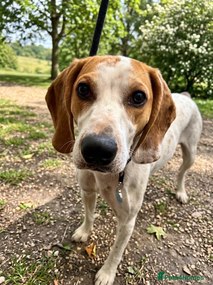 Mixed Breed dogs Lucky, dream boy pointer 1 years old  - Advert 1