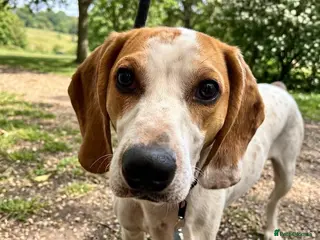 Mixed Breed dogs Lucky, dream boy pointer 1 years old - Advert 1