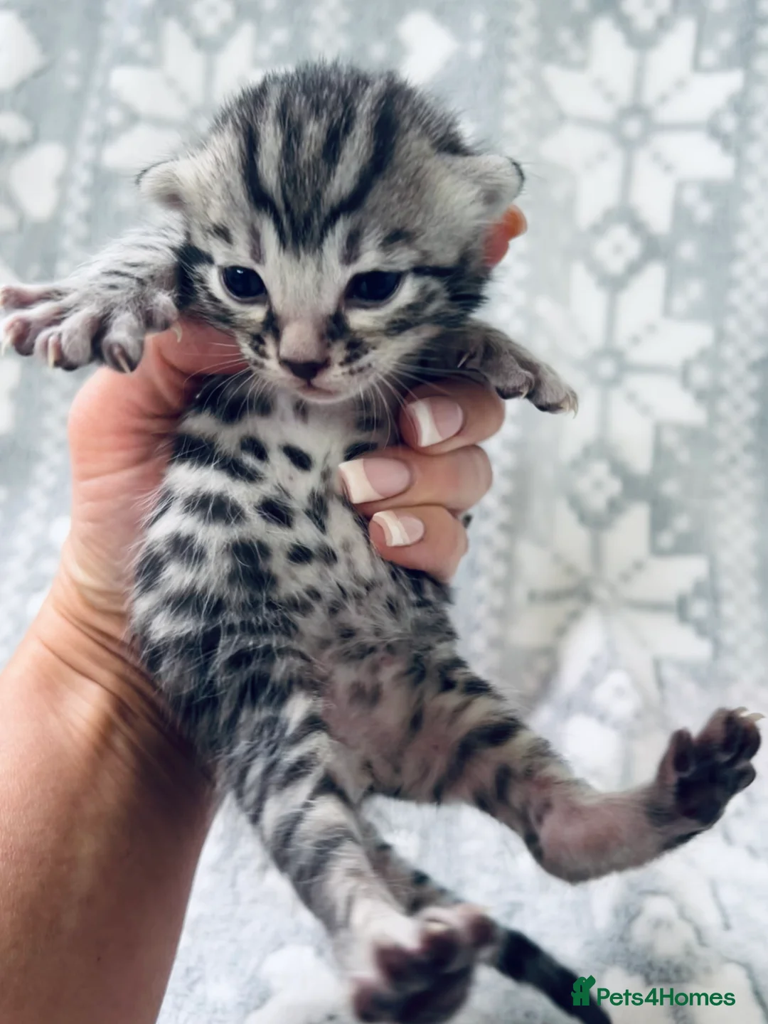 Bengal cats for sale: Top Pedigree Bengal Kittens - Advert 3