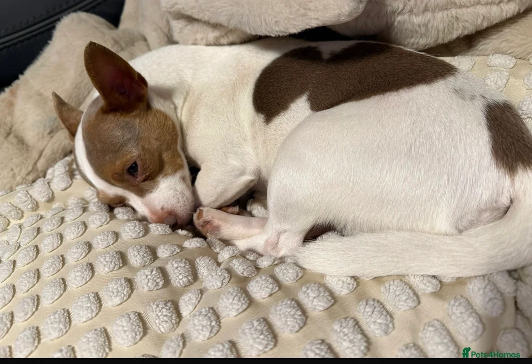 Jack Russell dogs for sale: Miniature Rare Coloured imported line JR babies  - Advert 3