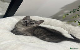 Persian cats for sale: Mother and baby kitten  - Image 4