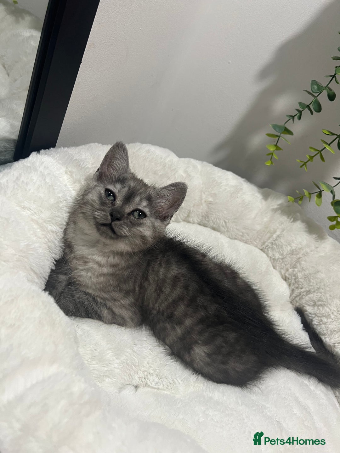 Persian cats for sale: Mother and baby kitten  - Image 4