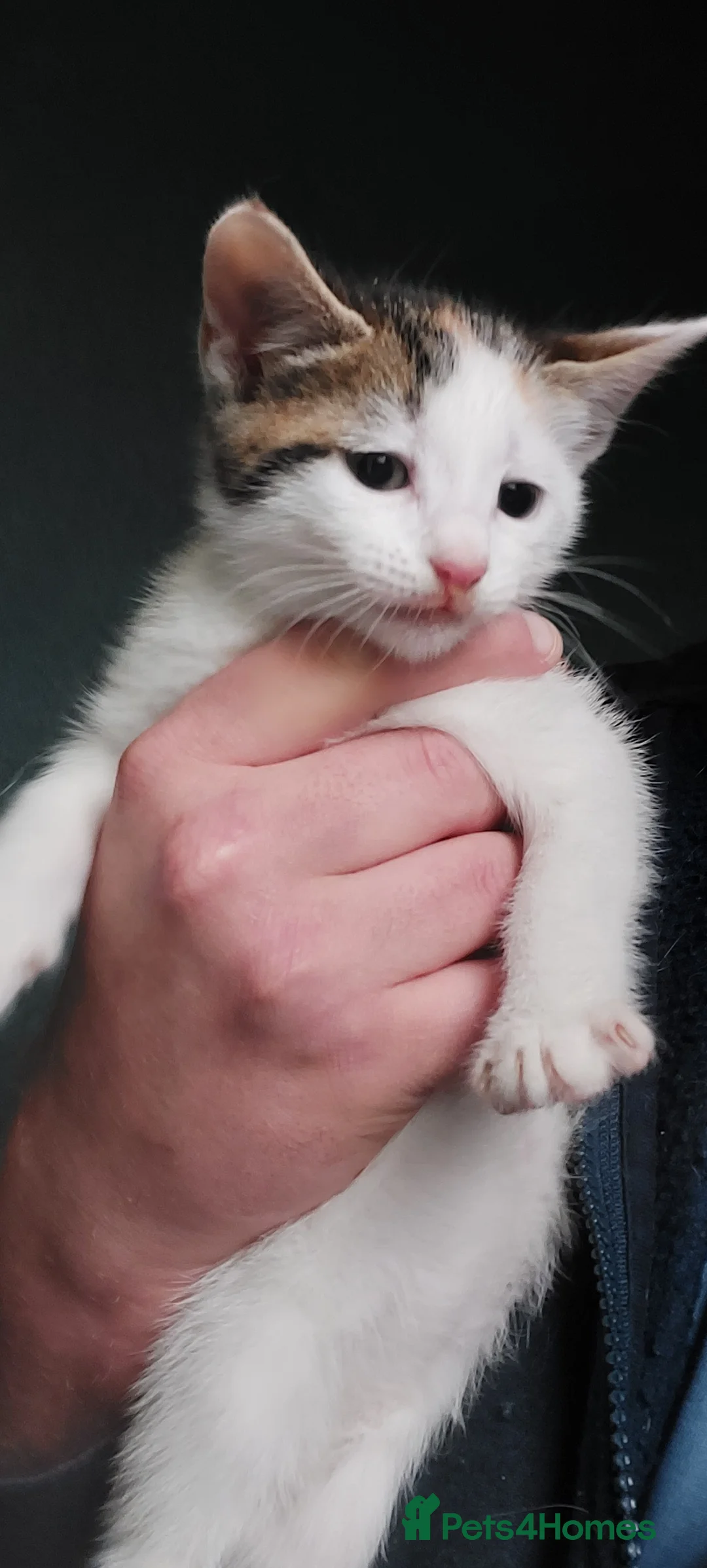 Mixed Breed cats for sale: Mixed Breed Kittens For Sale - Advert 2