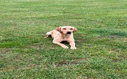 Labrador Retriever dogs for sale: 2 year old Yellow Labrador  - Image 6