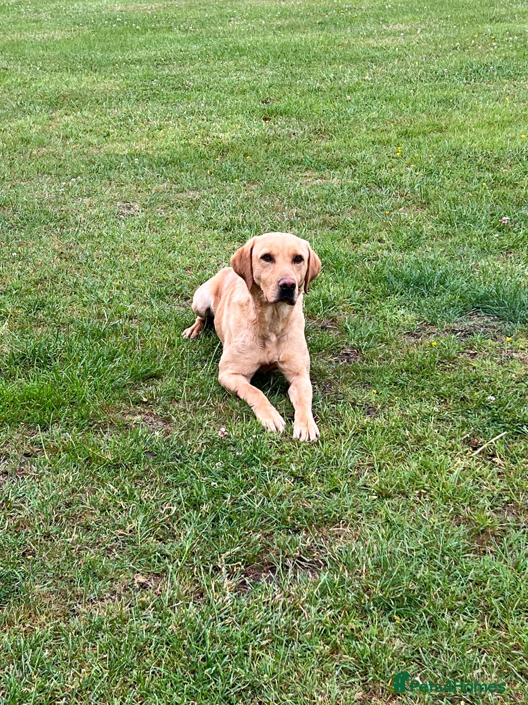 Labrador Retriever dogs for sale: 2 year old Yellow Labrador  - Image 6