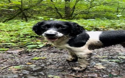 English Springer Spaniel dogs for sale: Springer Spaniels - Image 36