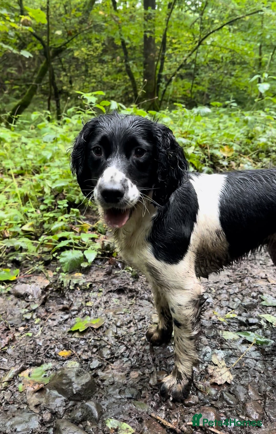 English Springer Spaniel dogs for sale: Springer Spaniels - Image 36