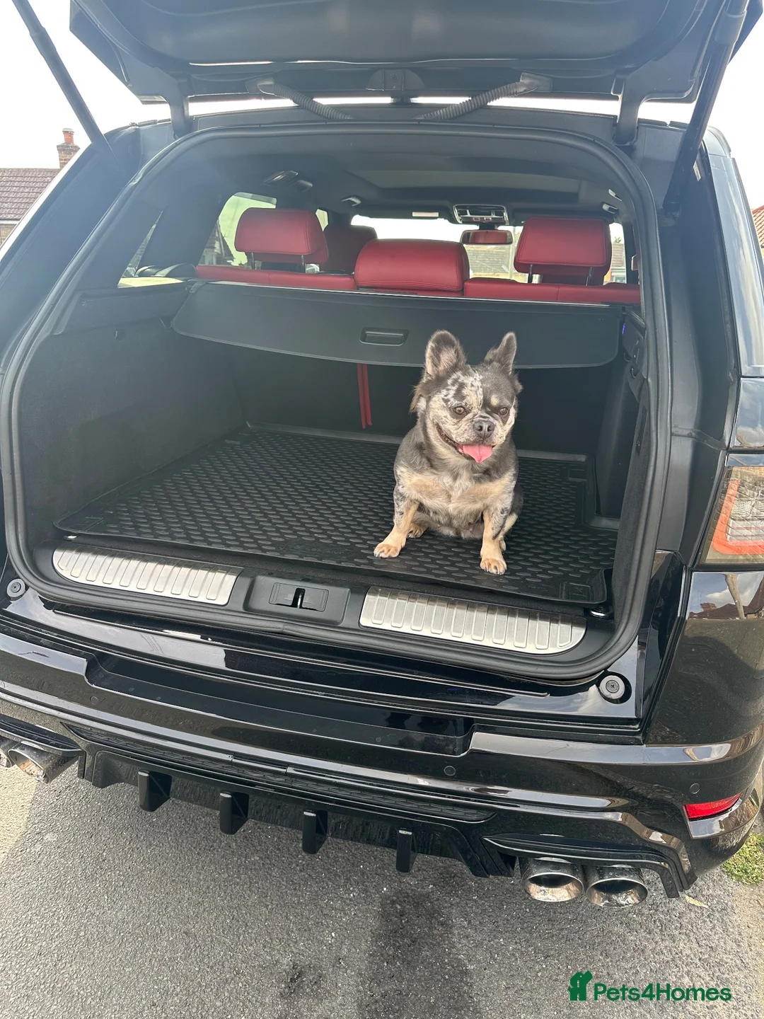 French Bulldog dogs for sale: Blue Merle Fluffy Frenchie – Loving Pet Home Only - Advert 1