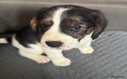 Mixed Breed dogs for sale: 7 gorgeous Cockalier puppies for sale  - Image 4