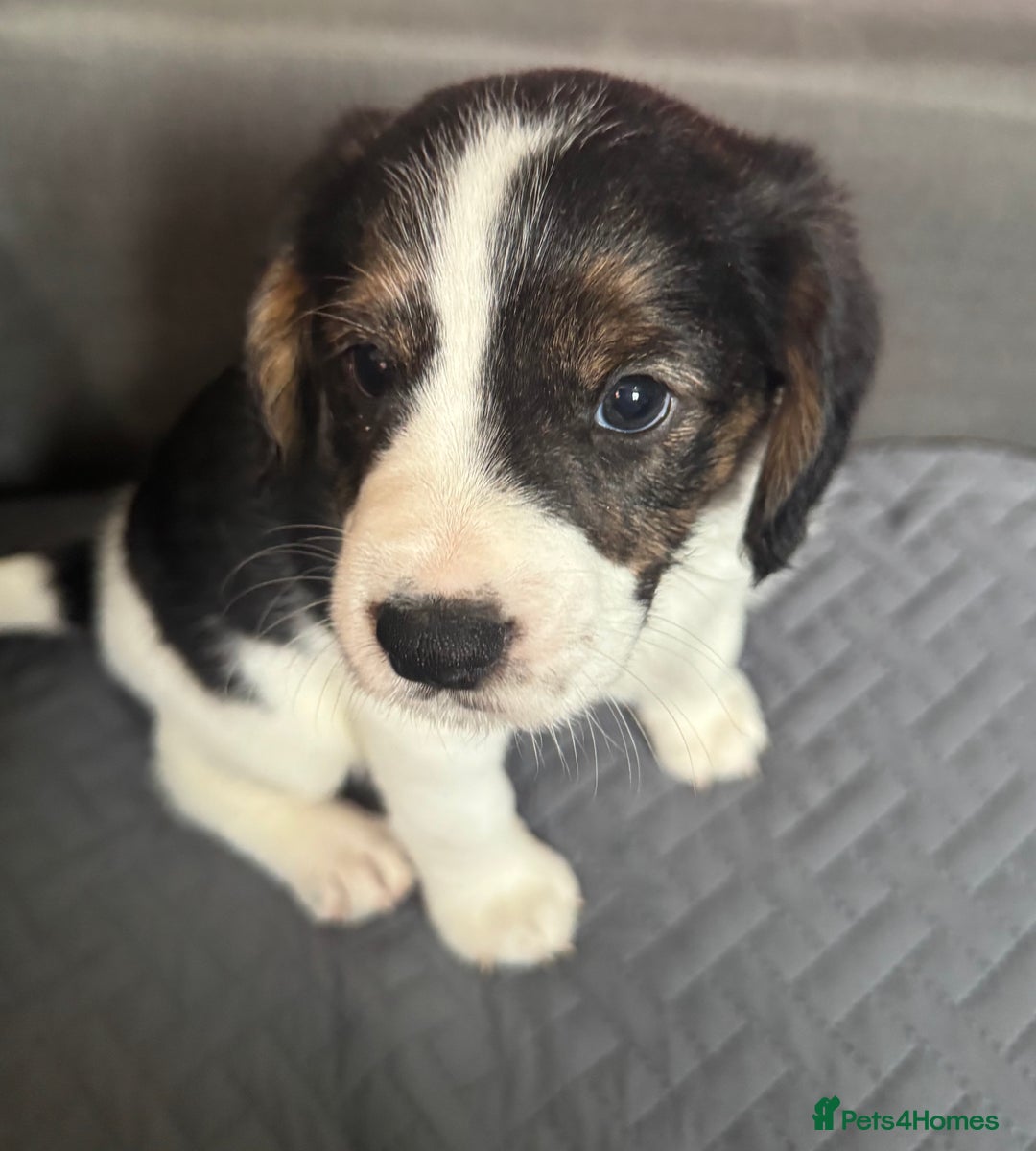 Mixed Breed dogs for sale: 7 gorgeous Cockalier puppies for sale  - Image 4