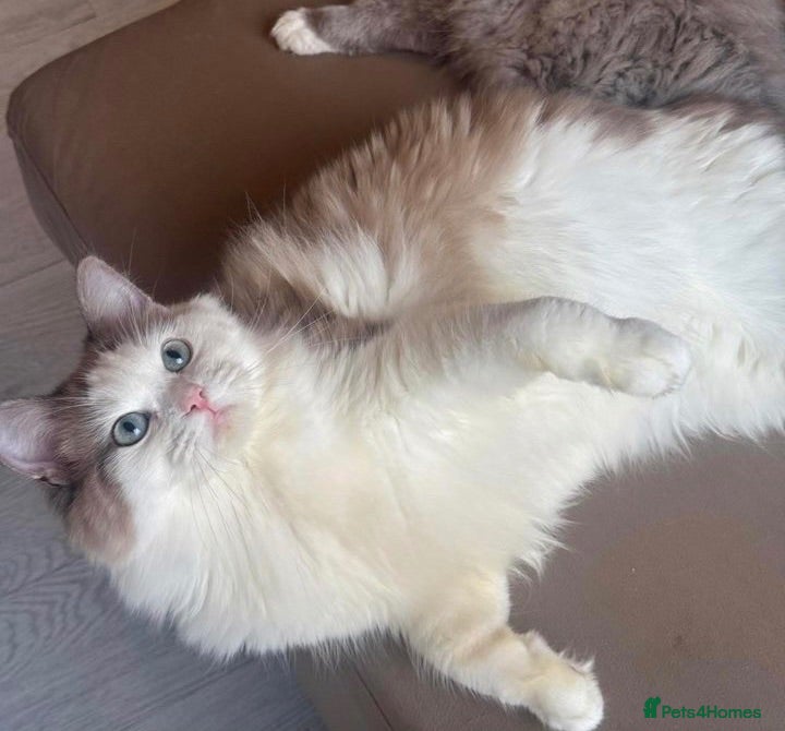 Ragdoll cats Mink/Sepia TICA Cherubim’s  - Advert 1