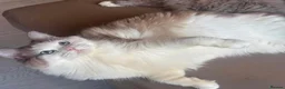 Ragdoll cats for sale: Mink/Sepia TICA Cherubim’s  - Advert 1