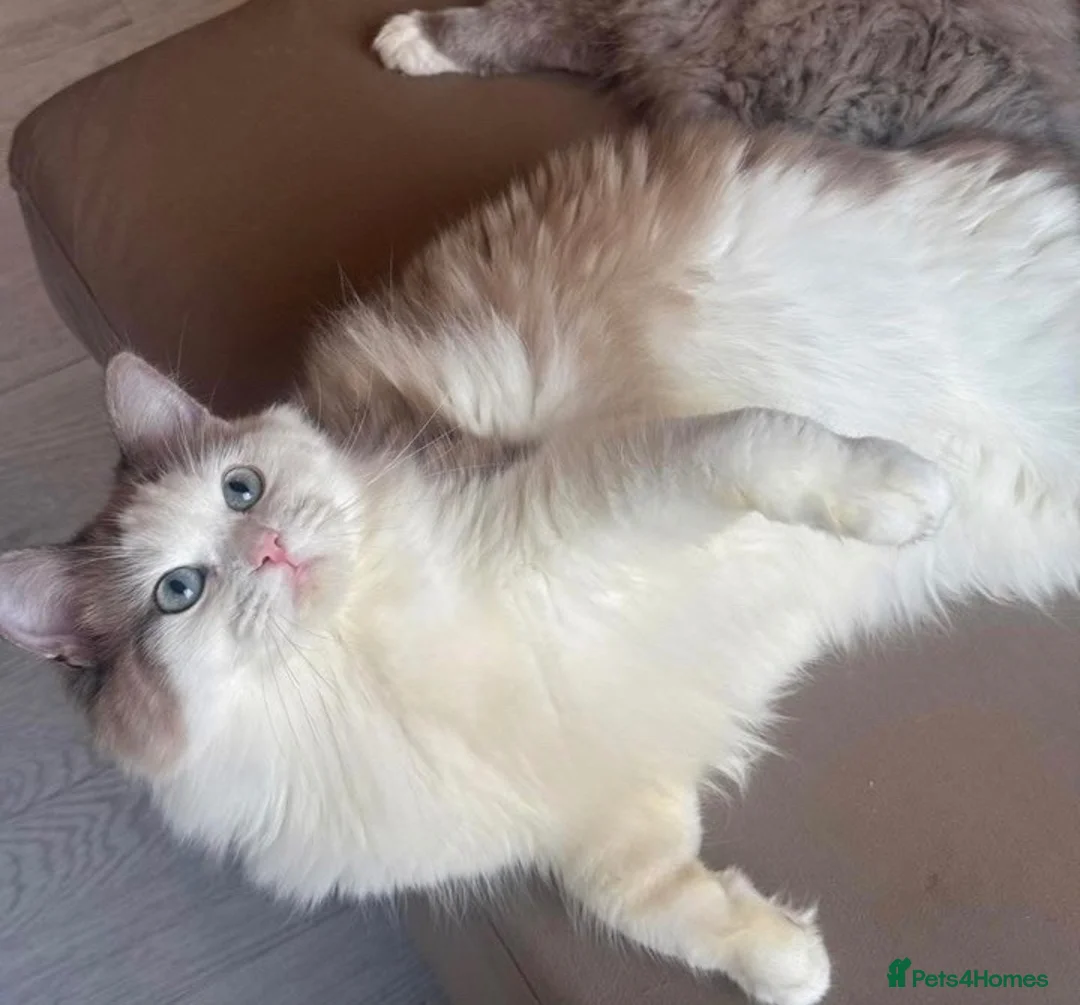 Ragdoll cats for sale: Mink/Sepia TICA Cherubim’s  - Advert 1