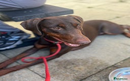 Dobermann dogs for sale: Champion Bloodline Dobermann female  - Image 7