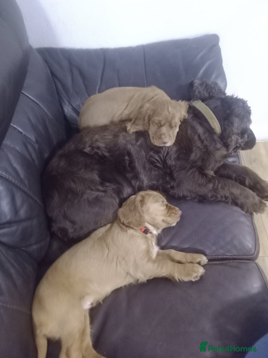 Cocker Spaniel dogs for sale: Two little boys left from the litter offive - Advert 1