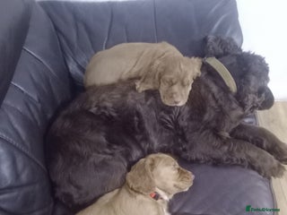 Cocker Spaniel dogs Two little boys left from the litter offive - Advert 1