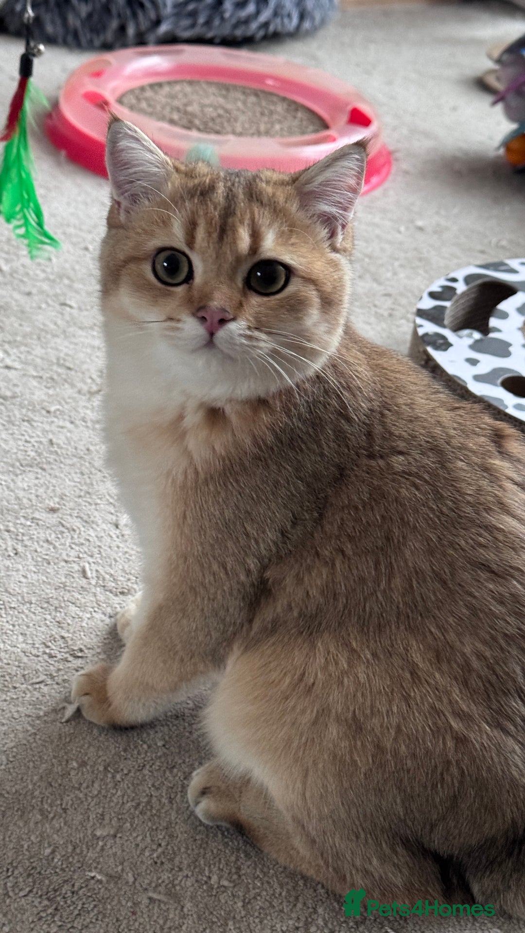 British Shorthair cats for sale: BSH BOY GCCF GOLDEN BLACK TIPPED  - Advert 4