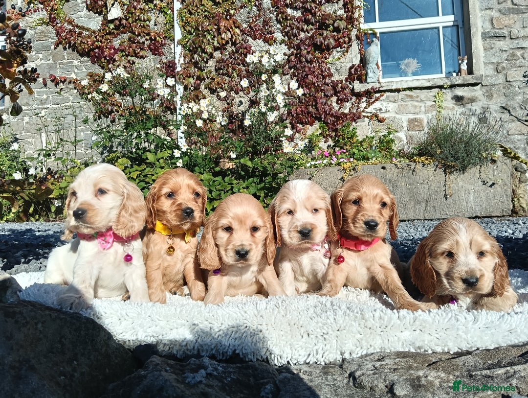 Cocker Spaniel dogs for sale: ❤️Adorable Quality Show Type Cocker Spaniels 🩵 - Image 6