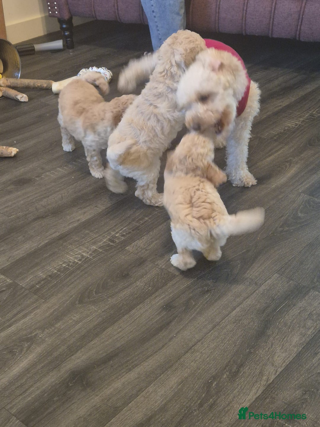 Miniature Poodle dogs for sale: LUXURY Litter of KC Registered Miniature Poodles - Image 6
