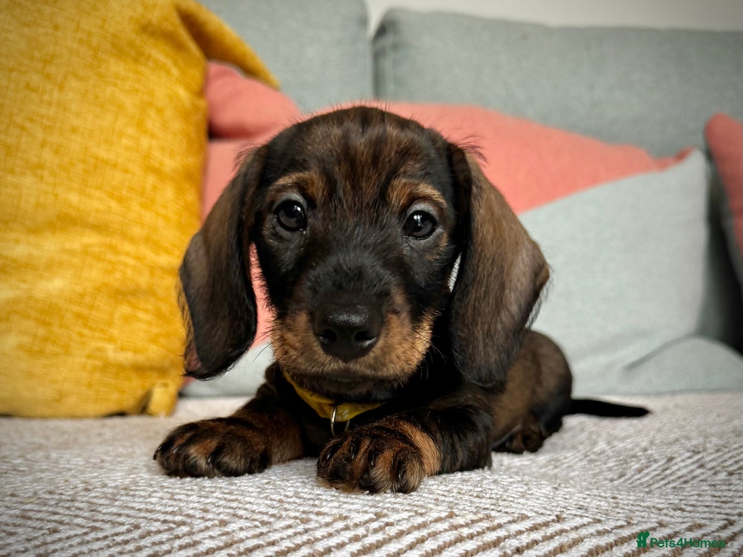 Miniature Dachshund dogs for sale: KC Reg Wire Haired Miniature Dachshund Puppies  - Advert 26