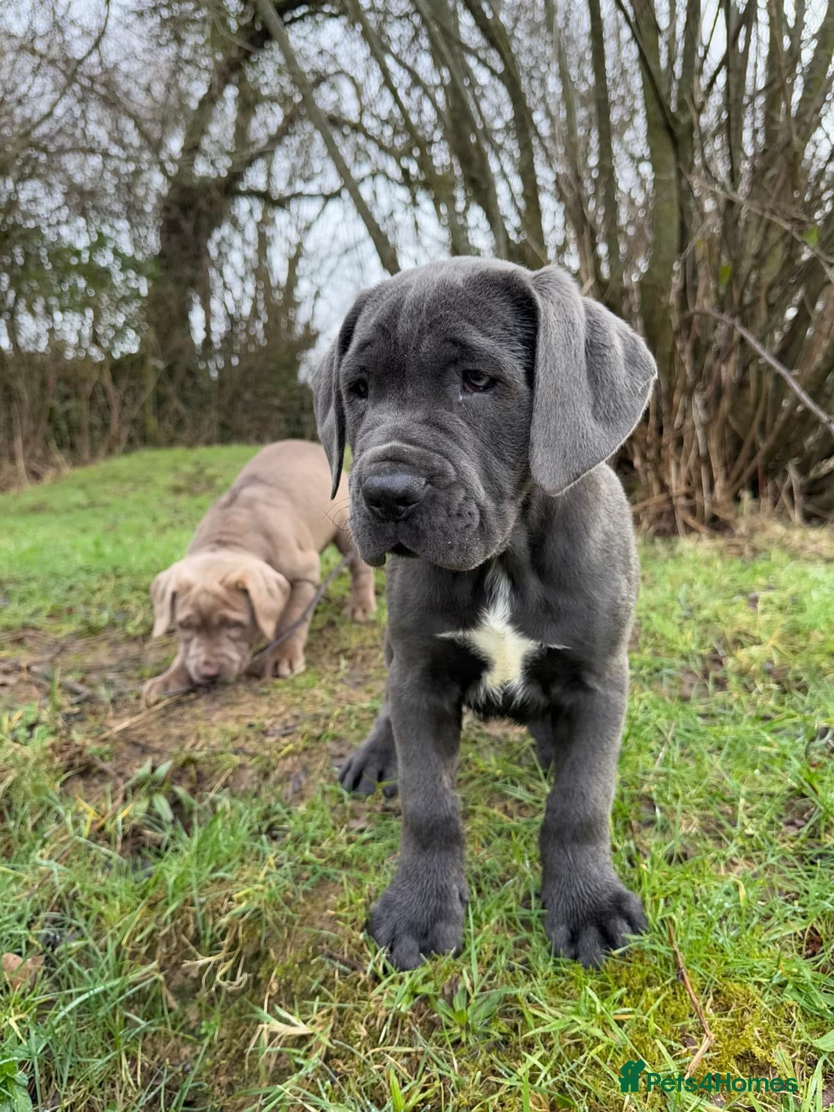 Neapolitan Mastiff Bullmastiff And Pitbull Mix For Sale Neo