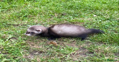 Ferret rodents - Advert 5