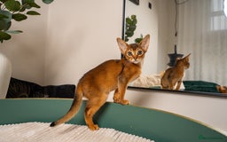 Abyssinian cats for sale: Premium Abyssinian kittens-TICA- Champion Pedigree - Image 27