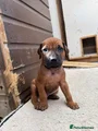 Rhodesian Ridgeback Puppy 3 (White - Male)