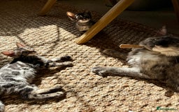 Bengal cats for sale: Stunning Glittered Pedigree Bengal Female TICA reg - Image 32